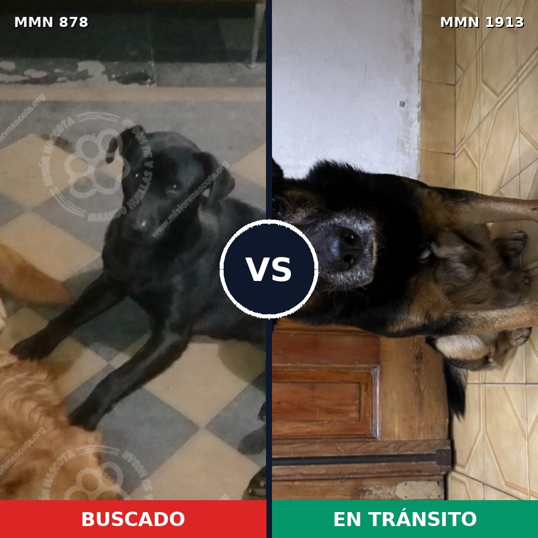 Comparativa MMS 41127: mascota perdida y mascota encontrada, 60% de similitud