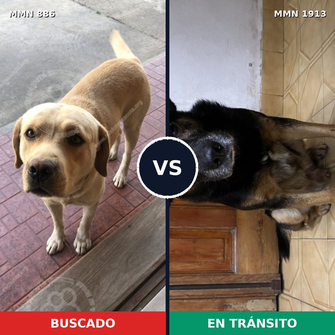 Comparativa MMS 41128: mascota perdida y mascota encontrada, 43% de similitud