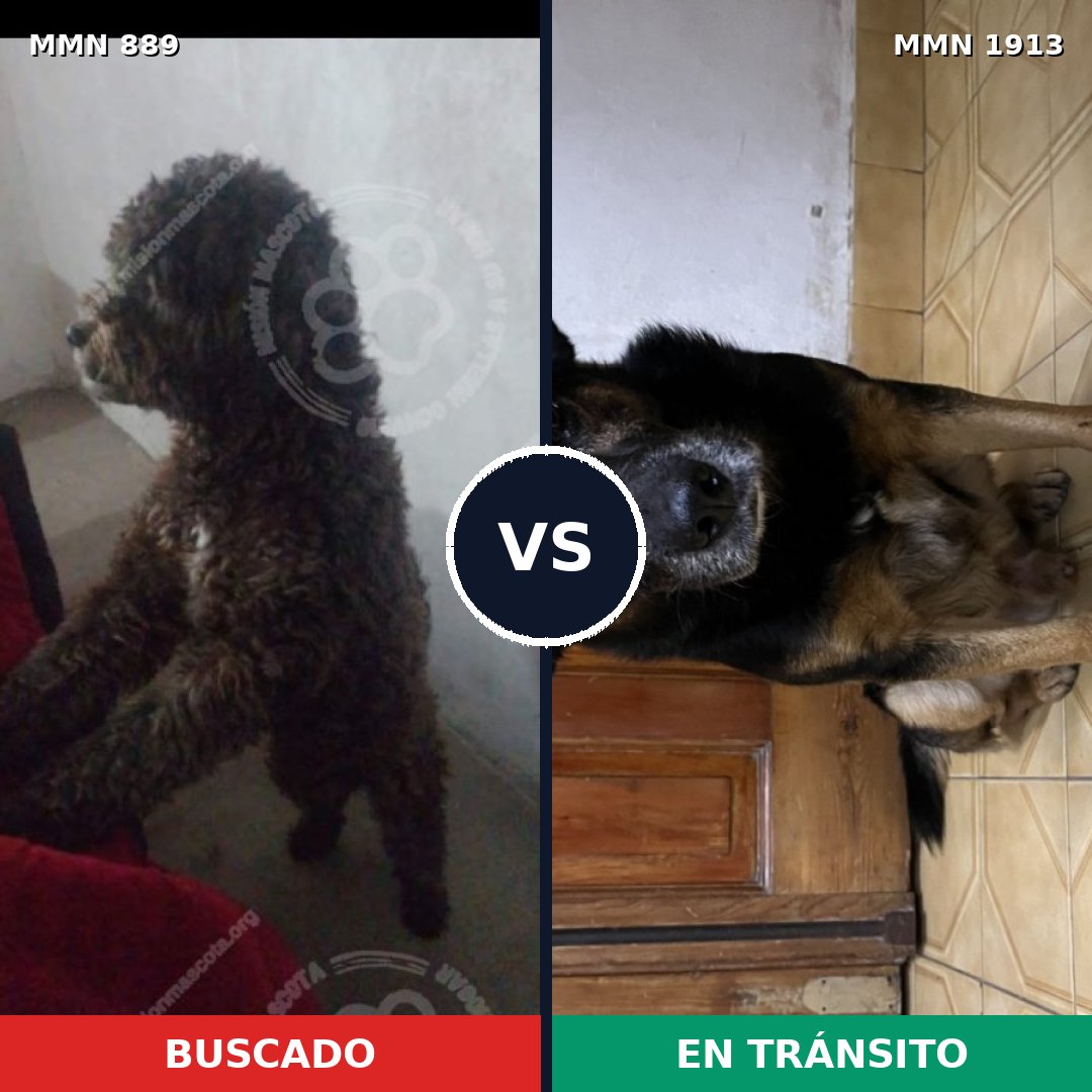 Comparativa MMS 41129: mascota perdida y mascota encontrada, 50% de similitud