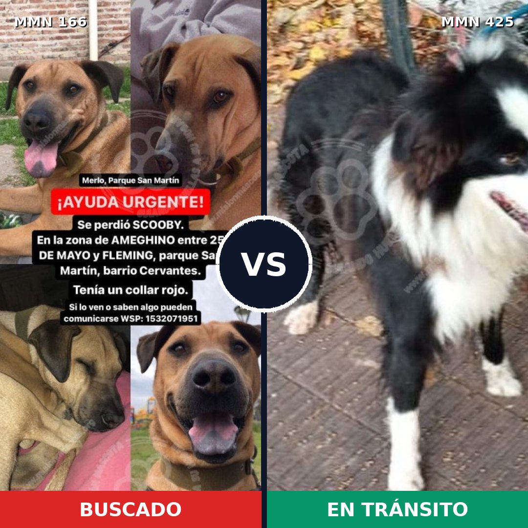 Comparativa MMS 4113: mascota perdida y mascota encontrada, 48% de similitud