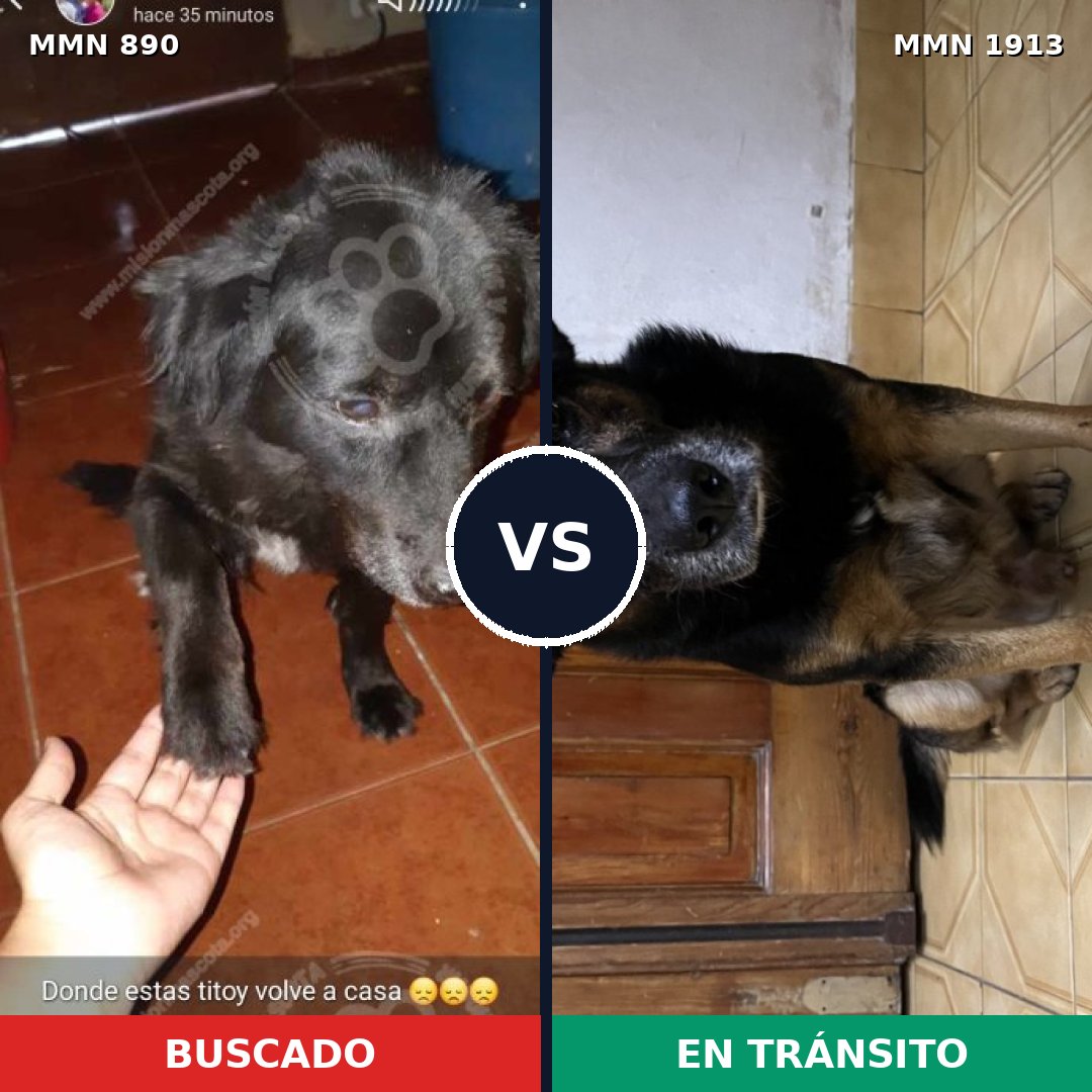 Comparativa MMS 41130: mascota perdida y mascota encontrada, 53% de similitud