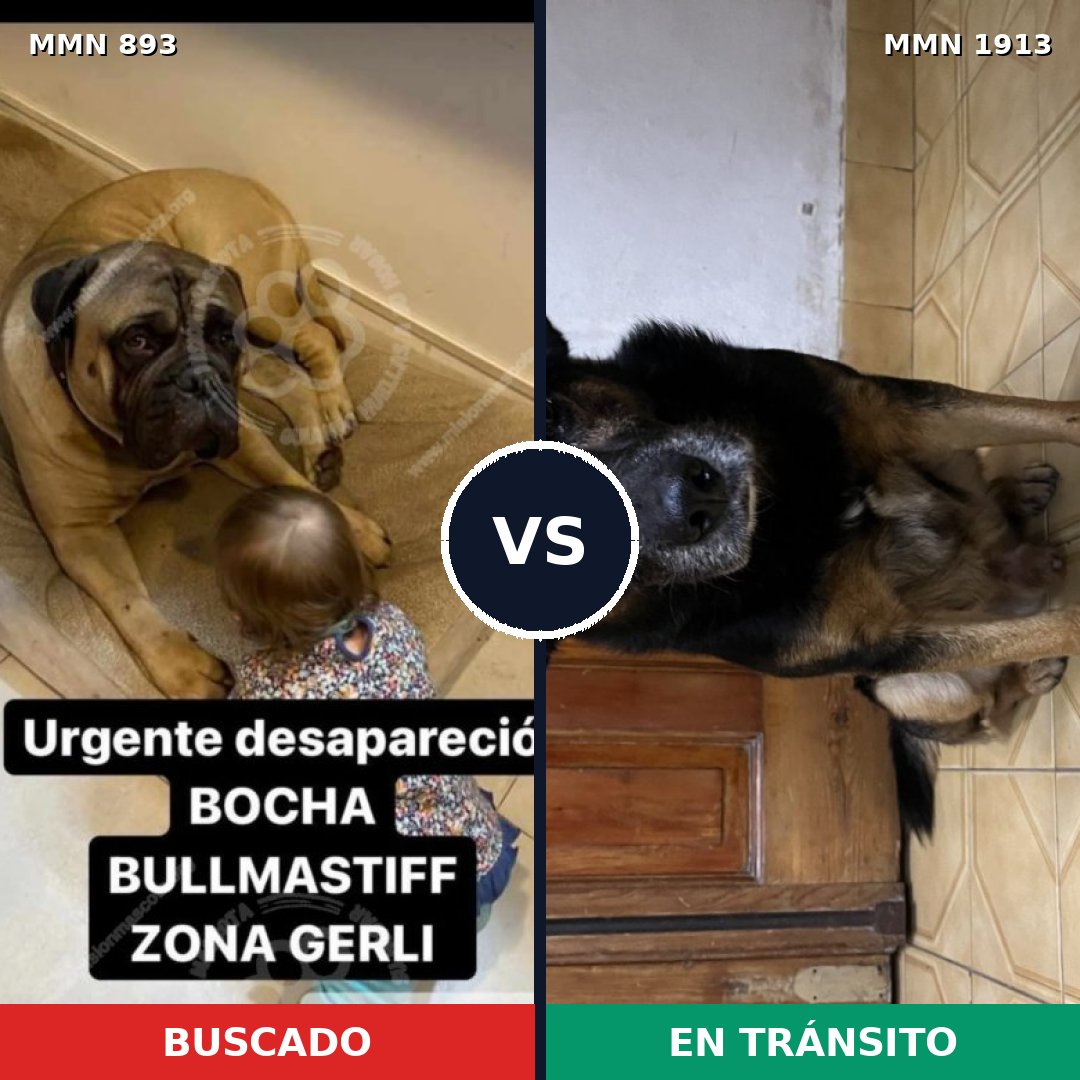 Comparativa MMS 41131: mascota perdida y mascota encontrada, 34% de similitud