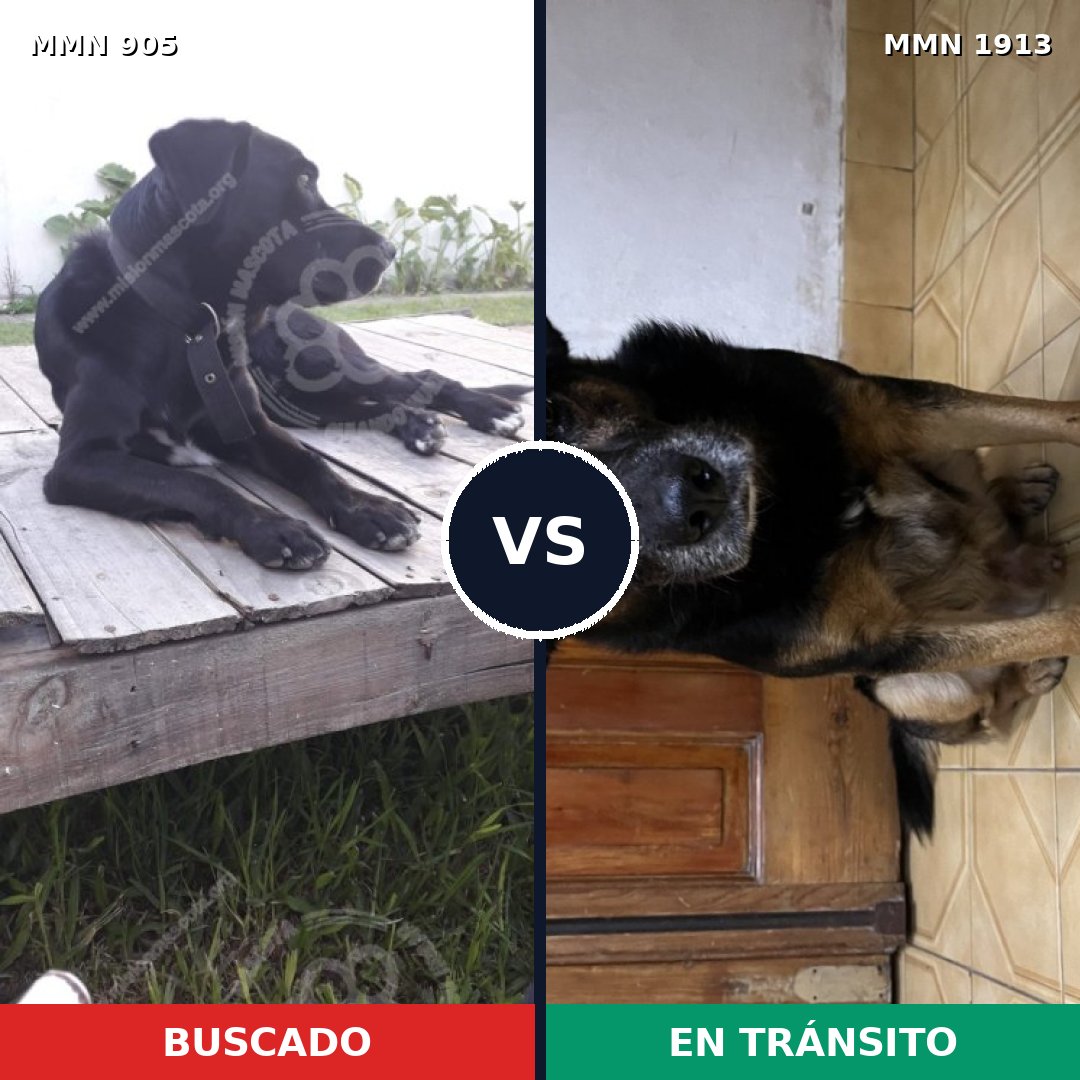 Comparativa MMS 41132: mascota perdida y mascota encontrada, 86% de similitud