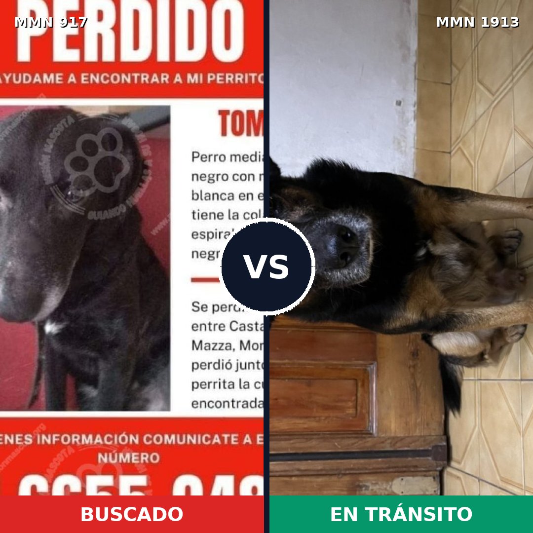 Comparativa MMS 41133: mascota perdida y mascota encontrada, 60% de similitud