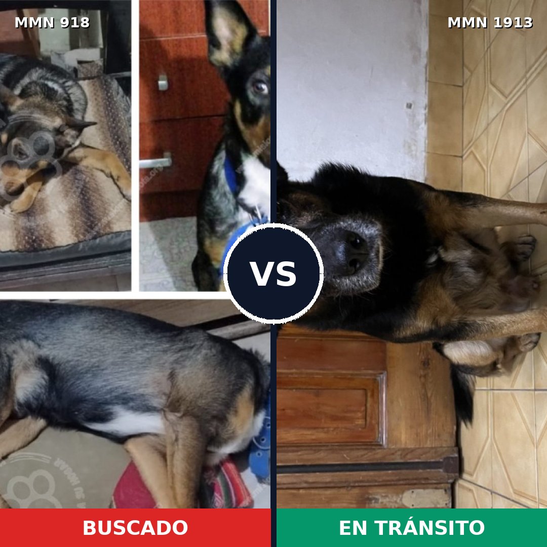 Comparativa MMS 41134: mascota perdida y mascota encontrada, 48% de similitud