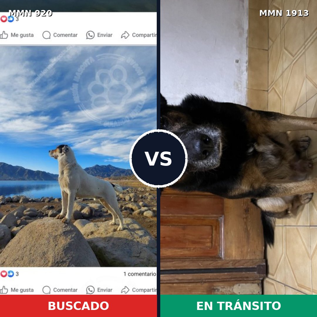 Comparativa MMS 41135: mascota perdida y mascota encontrada, 33% de similitud