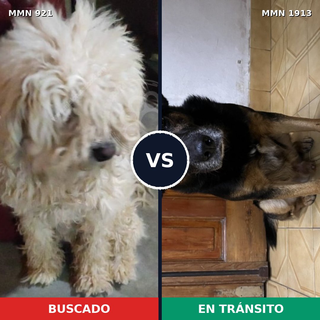 Comparativa MMS 41136: mascota perdida y mascota encontrada, 39% de similitud