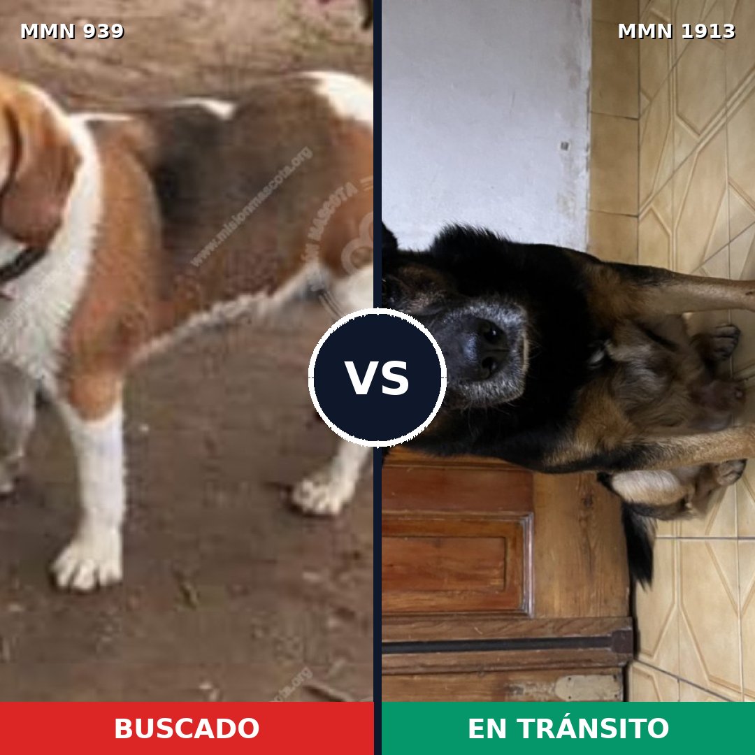 Comparativa MMS 41137: mascota perdida y mascota encontrada, 50% de similitud