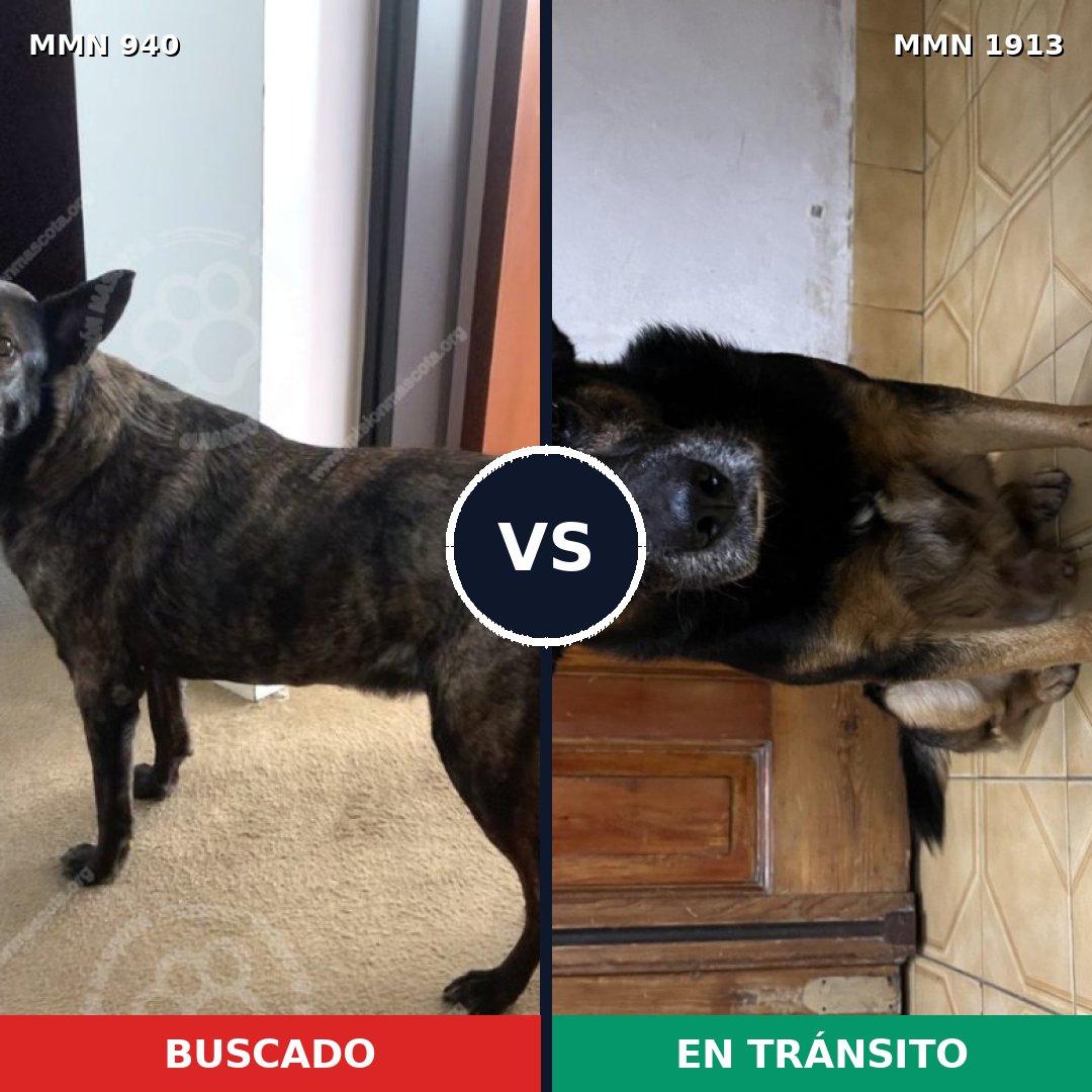 Comparativa MMS 41138: mascota perdida y mascota encontrada, 53% de similitud