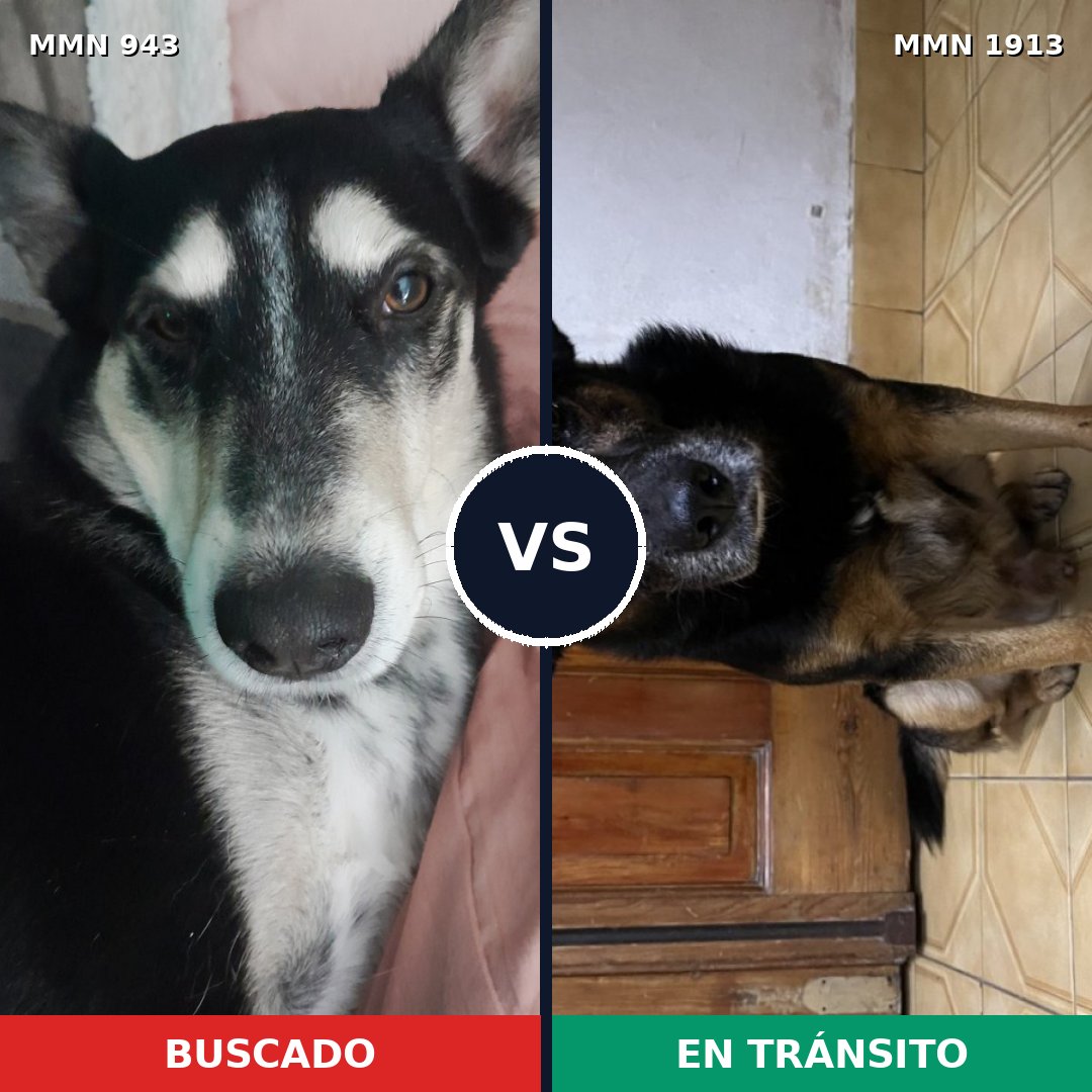 Comparativa MMS 41139: mascota perdida y mascota encontrada, 79% de similitud