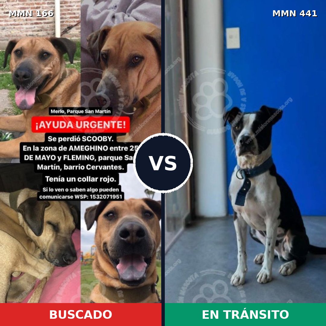 Comparativa MMS 4114: mascota perdida y mascota encontrada, 53% de similitud