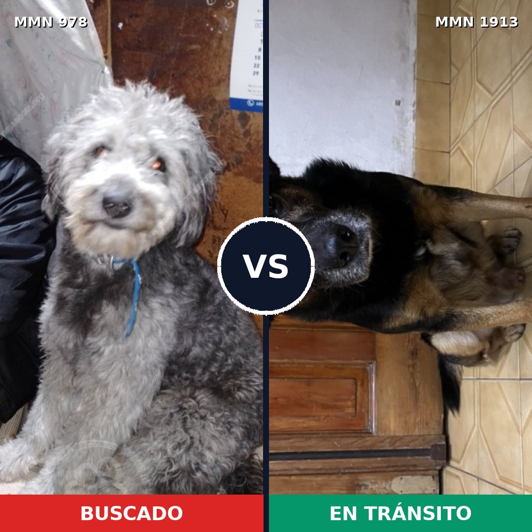 Comparativa MMS 41142: mascota perdida y mascota encontrada, 58% de similitud
