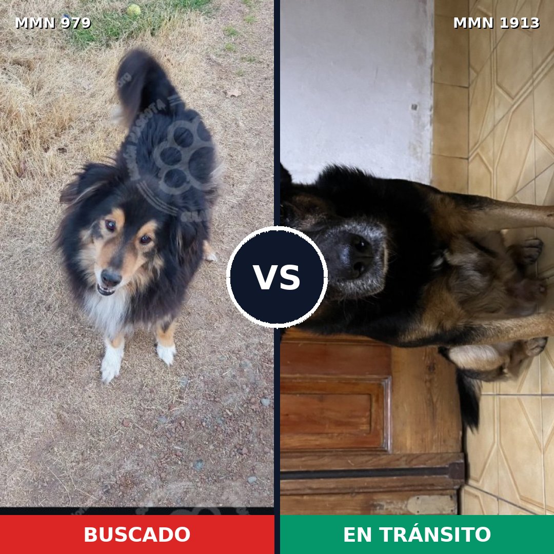 Comparativa MMS 41143: mascota perdida y mascota encontrada, 48% de similitud