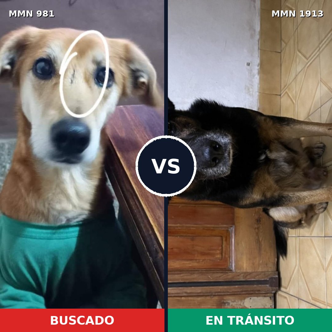 Comparativa MMS 41144: mascota perdida y mascota encontrada, 82% de similitud