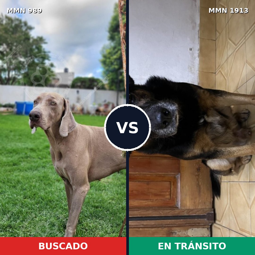 Comparativa MMS 41145: mascota perdida y mascota encontrada, 42% de similitud