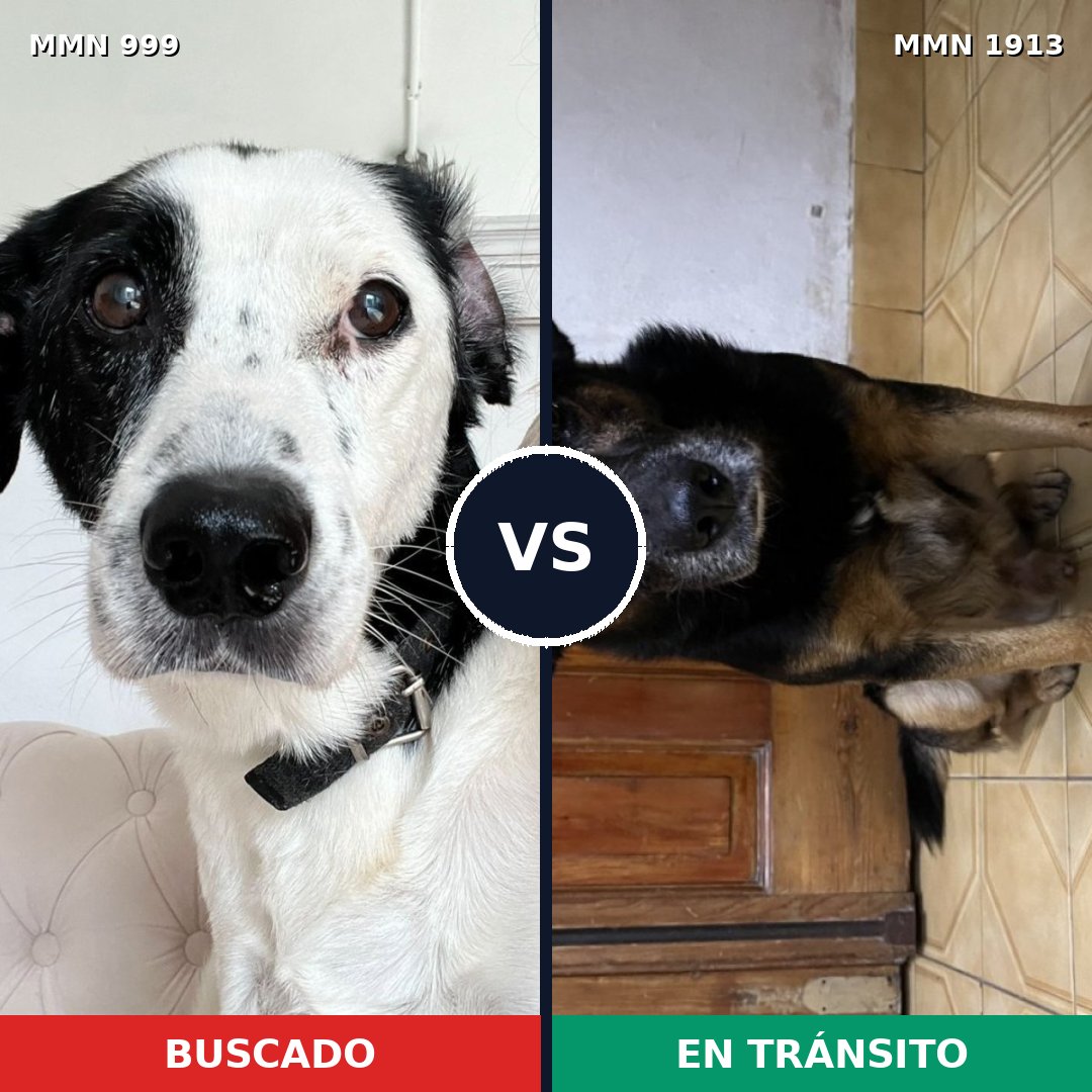 Comparativa MMS 41146: mascota perdida y mascota encontrada, 54% de similitud