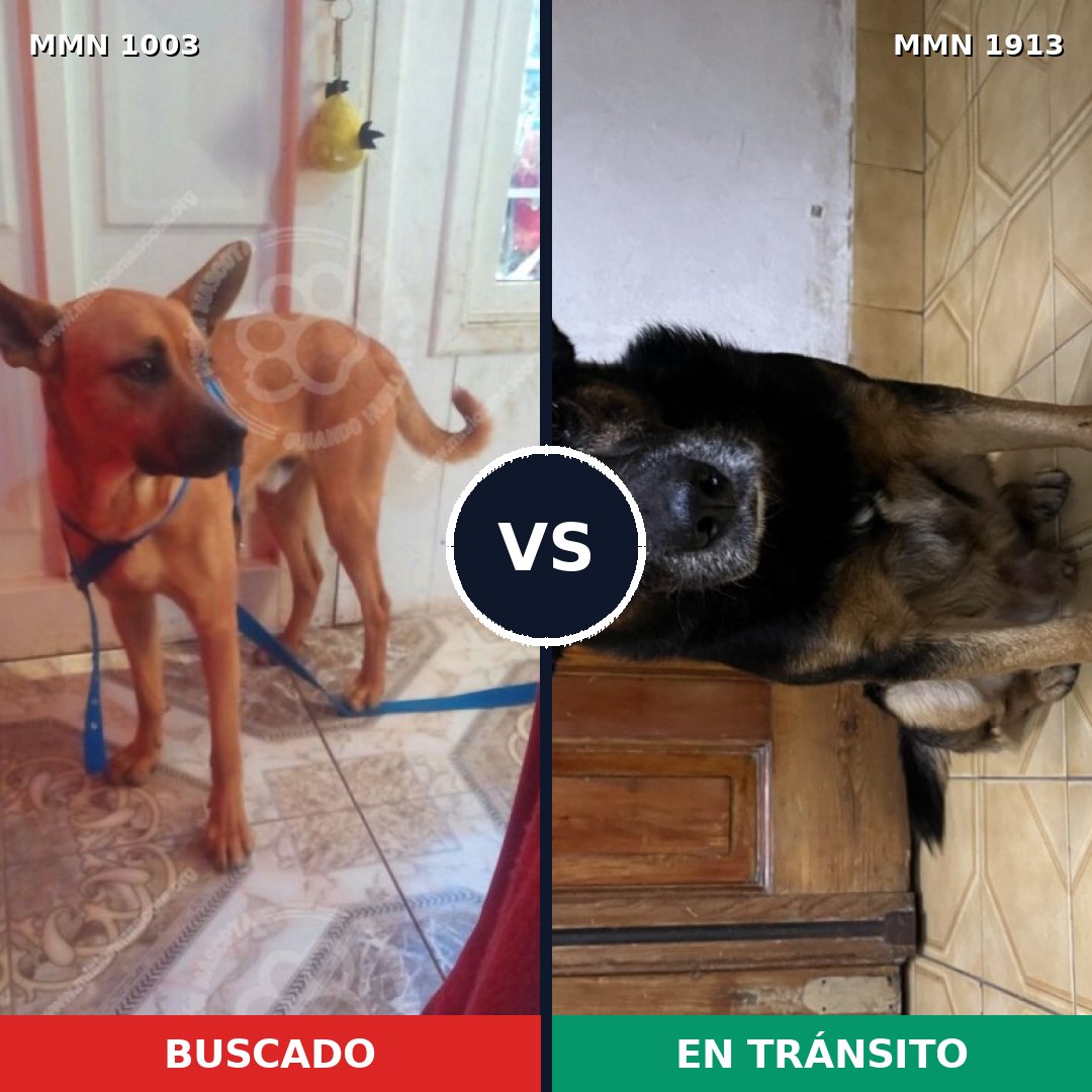 Comparativa MMS 41147: mascota perdida y mascota encontrada, 44% de similitud