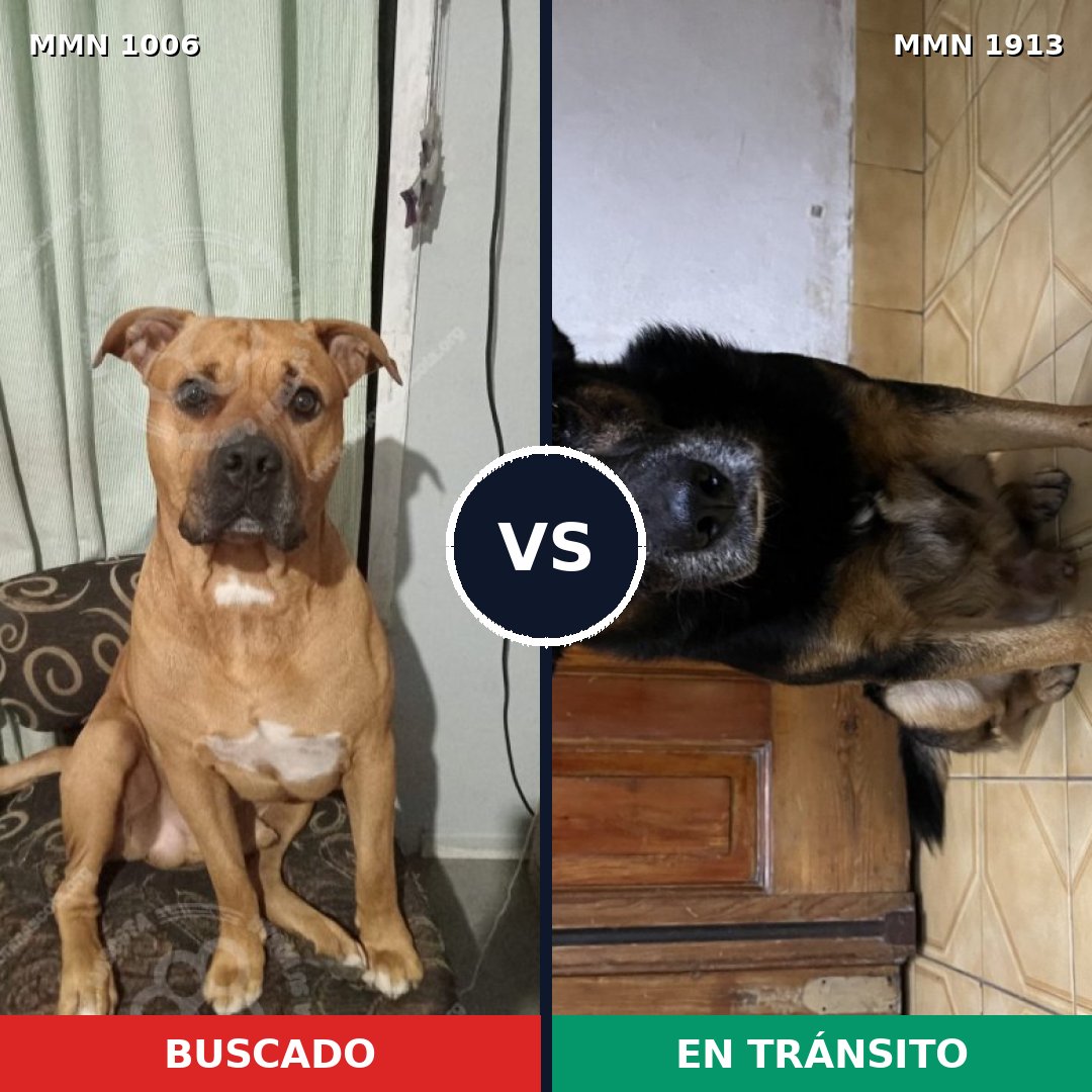 Comparativa MMS 41148: mascota perdida y mascota encontrada, 75% de similitud