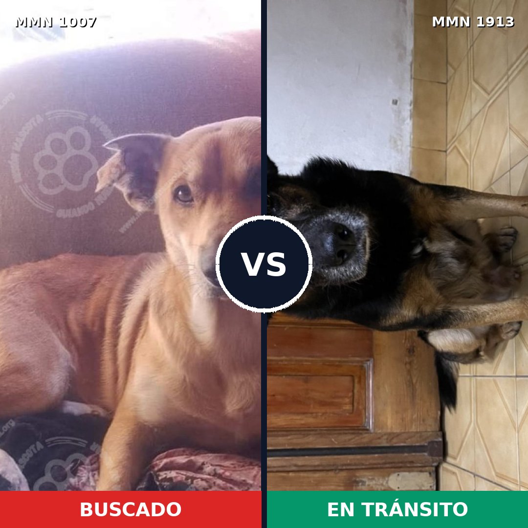Comparativa MMS 41149: mascota perdida y mascota encontrada, 81% de similitud