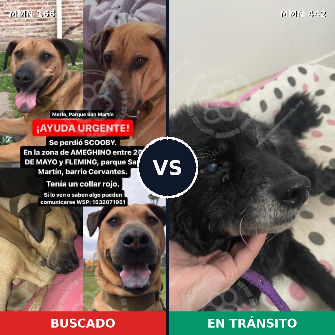 Comparativa MMS 4115: mascota perdida y mascota encontrada, 6% de similitud