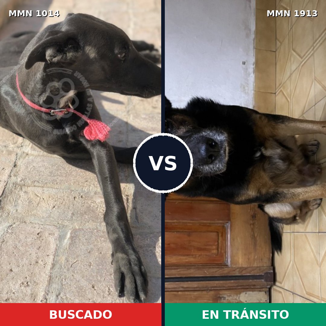 Comparativa MMS 41150: mascota perdida y mascota encontrada, 46% de similitud