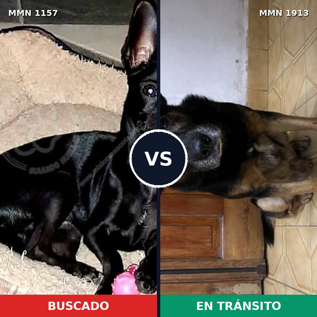 Comparativa MMS 41152: mascota perdida y mascota encontrada, 47% de similitud