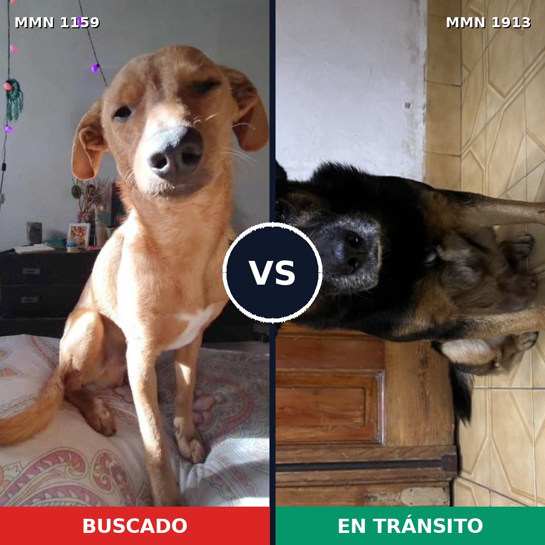 Comparativa MMS 41153: mascota perdida y mascota encontrada, 73% de similitud