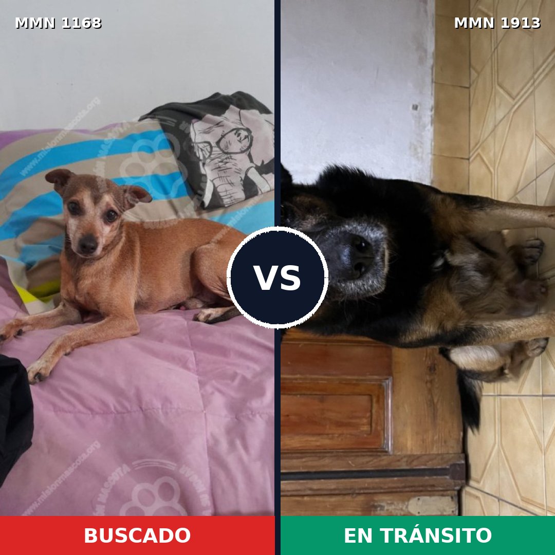 Comparativa MMS 41154: mascota perdida y mascota encontrada, 50% de similitud