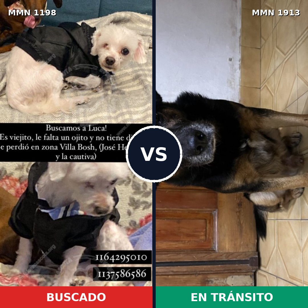 Comparativa MMS 41155: mascota perdida y mascota encontrada, 49% de similitud