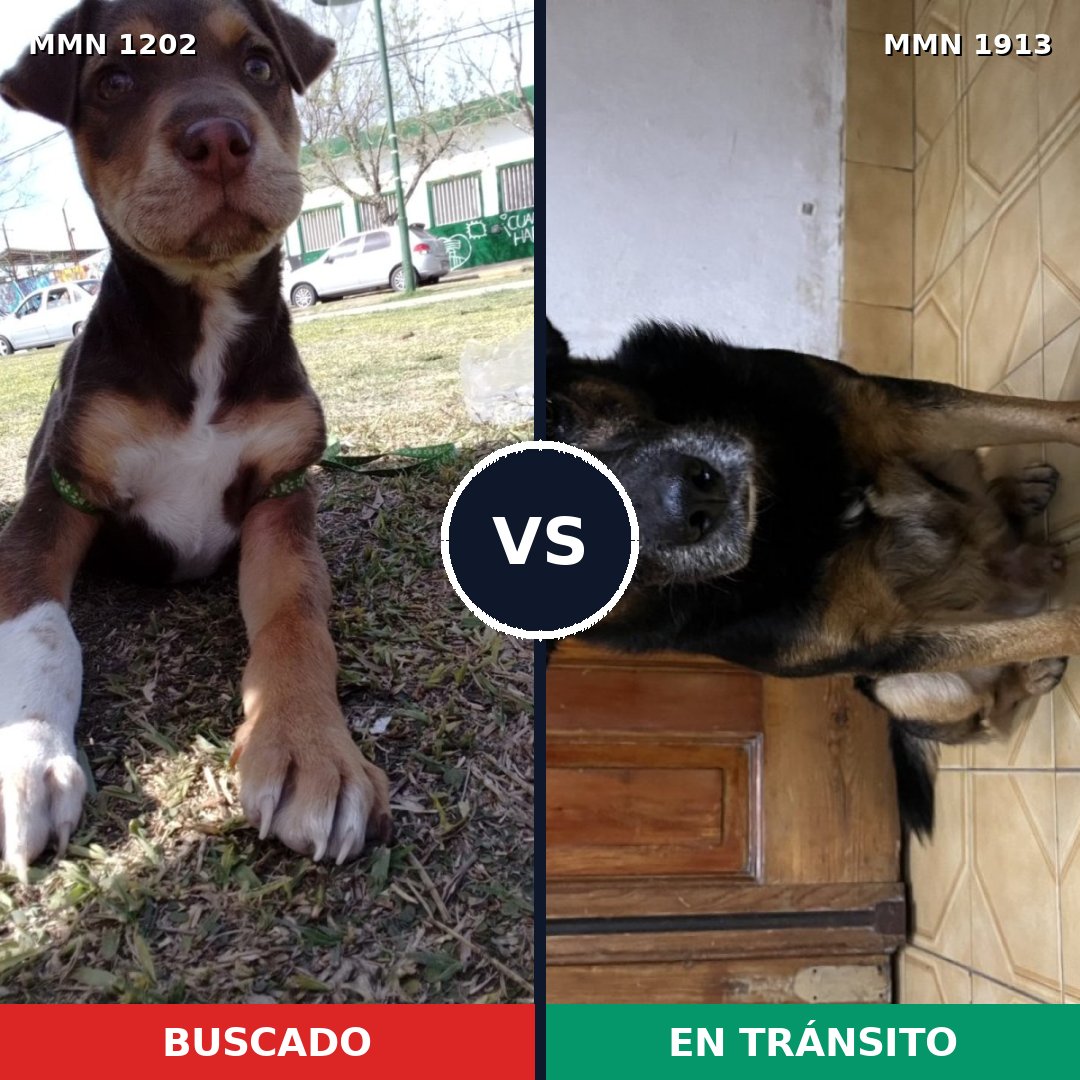 Comparativa MMS 41156: mascota perdida y mascota encontrada, 47% de similitud