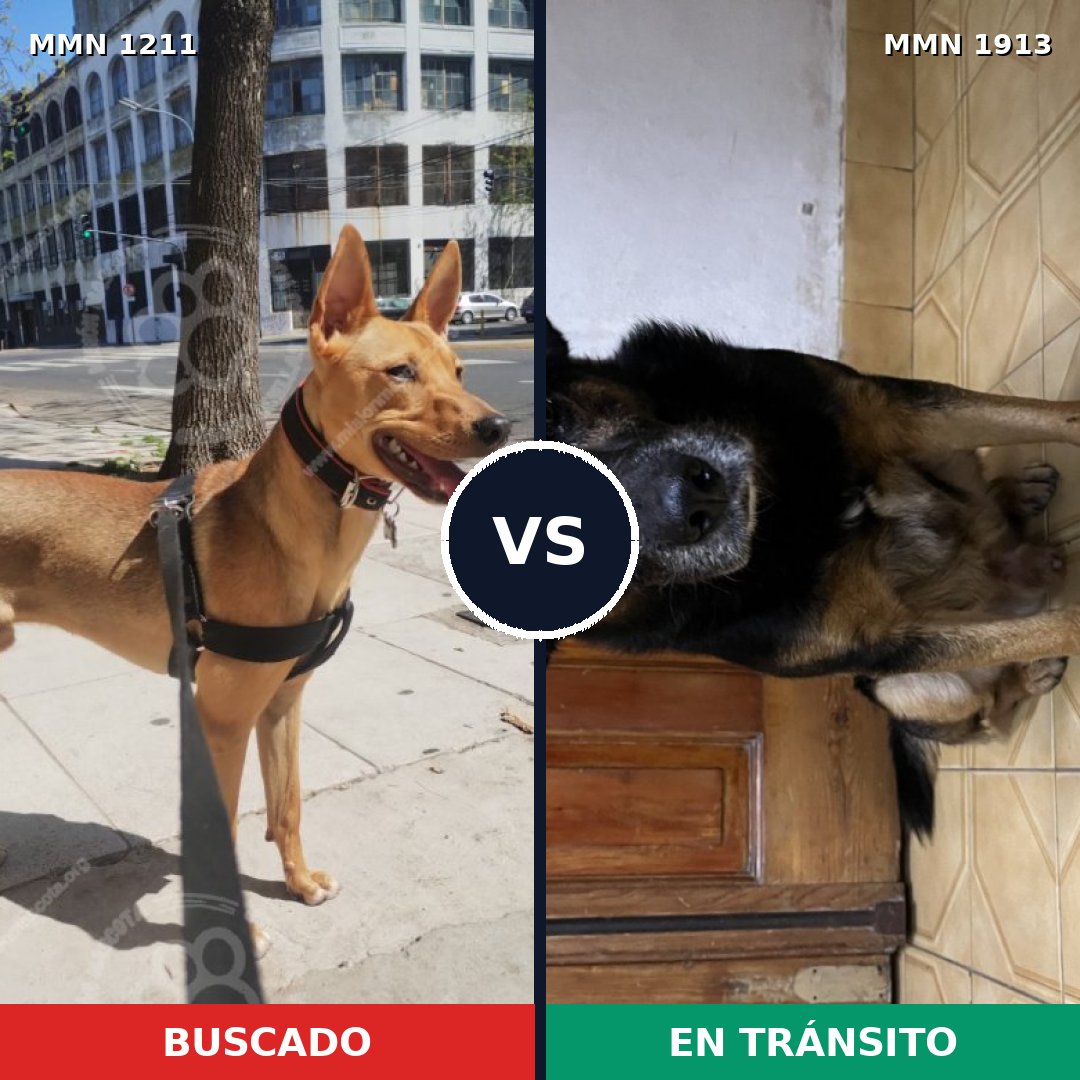 Comparativa MMS 41158: mascota perdida y mascota encontrada, 88% de similitud