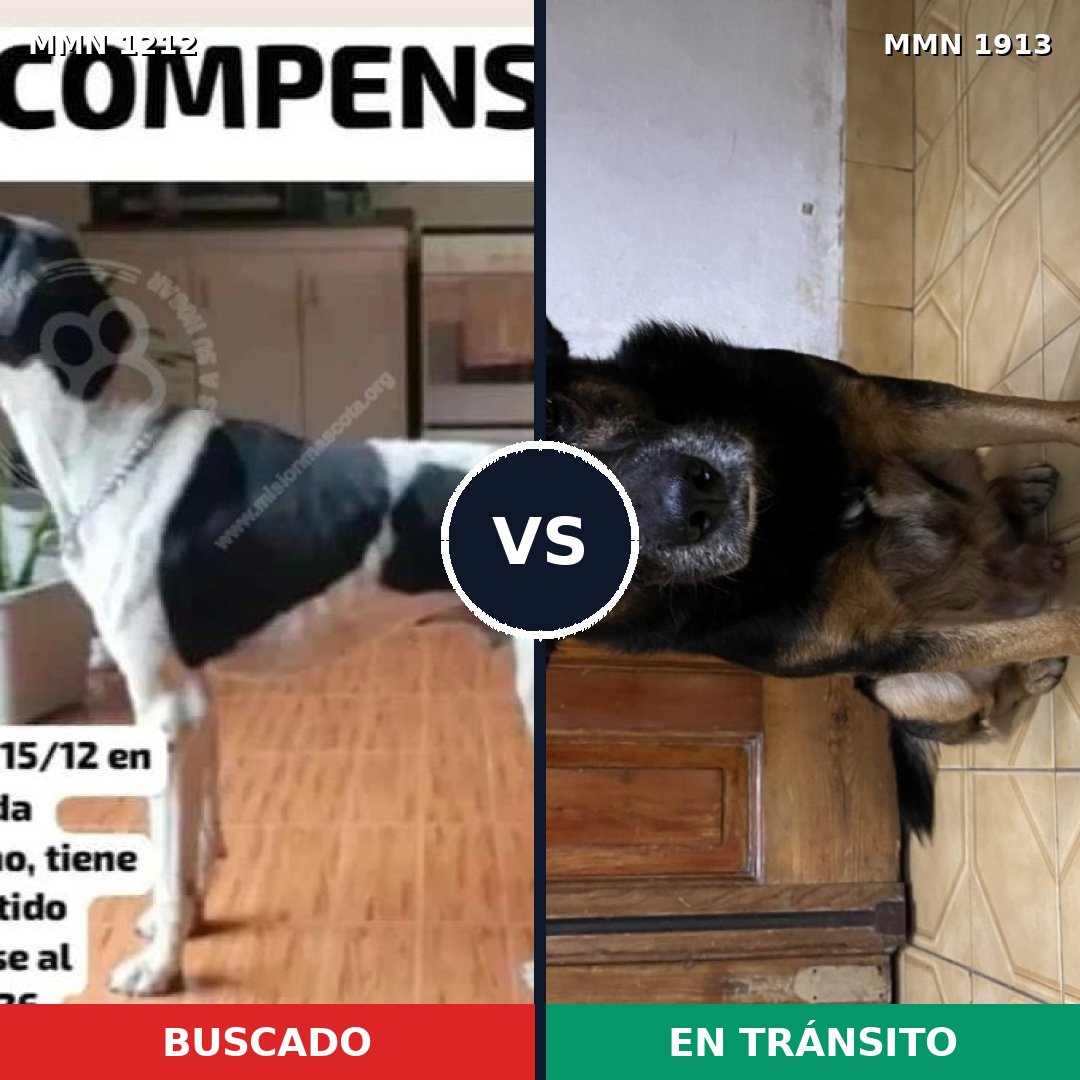 Comparativa MMS 41159: mascota perdida y mascota encontrada, 46% de similitud