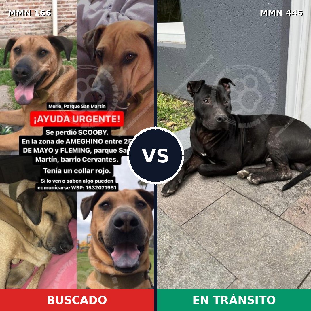 Comparativa MMS 4116: mascota perdida y mascota encontrada, 12% de similitud