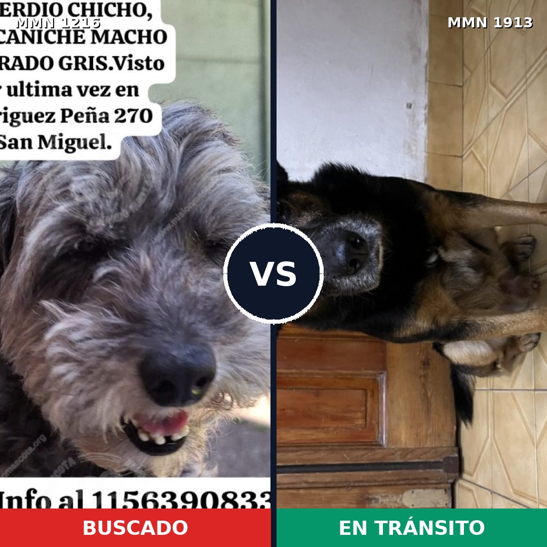 Comparativa MMS 41160: mascota perdida y mascota encontrada, 52% de similitud