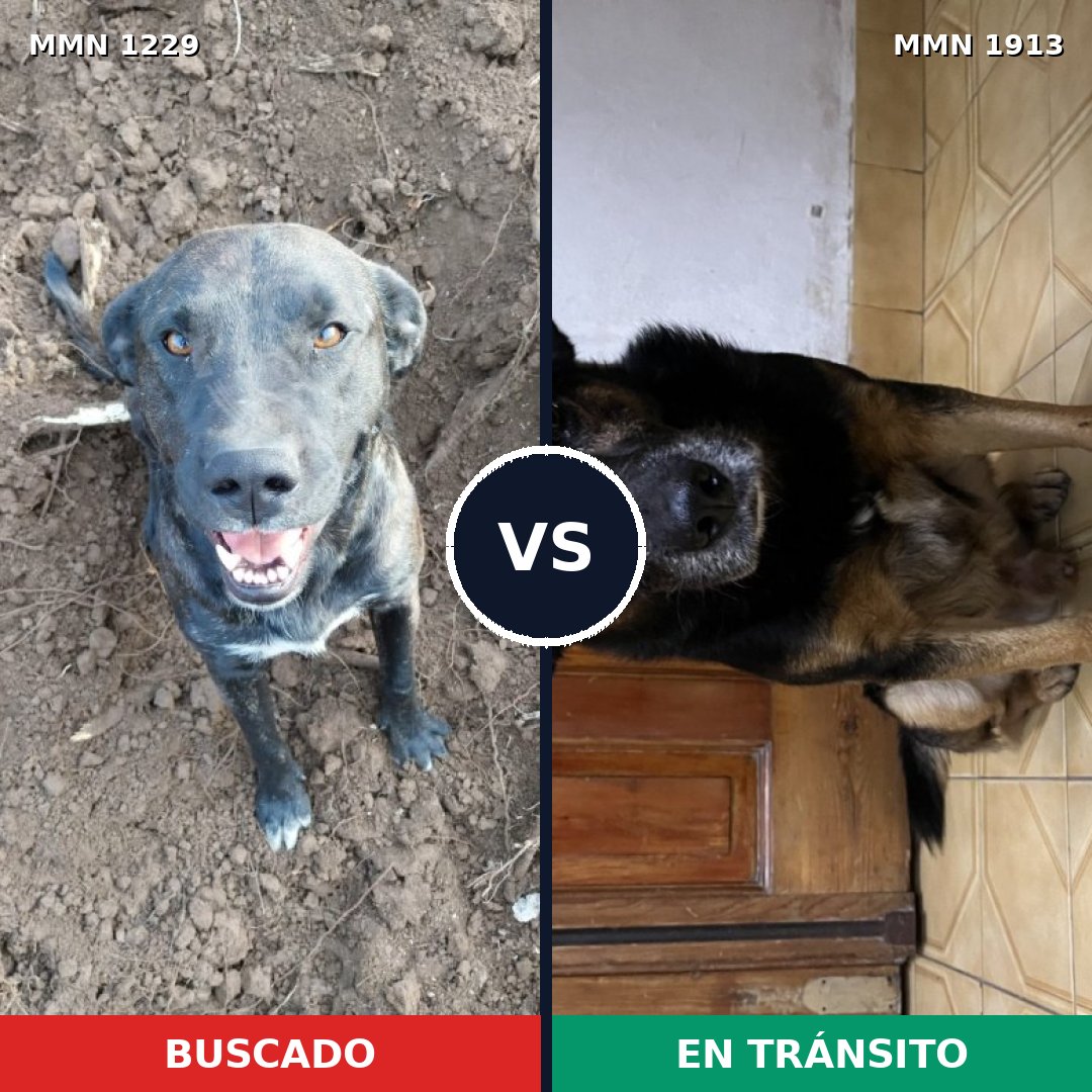 Comparativa MMS 41161: mascota perdida y mascota encontrada, 47% de similitud