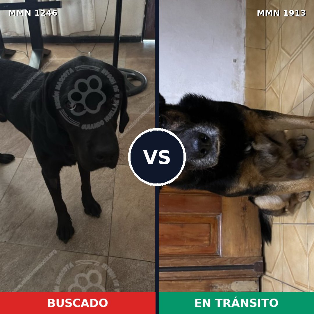 Comparativa MMS 41163: mascota perdida y mascota encontrada, 52% de similitud
