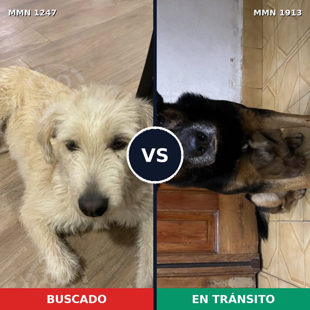 Comparativa MMS 41164: mascota perdida y mascota encontrada, 82% de similitud