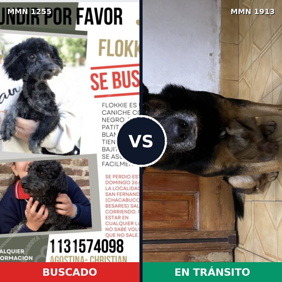 Comparativa MMS 41165: mascota perdida y mascota encontrada, 47% de similitud
