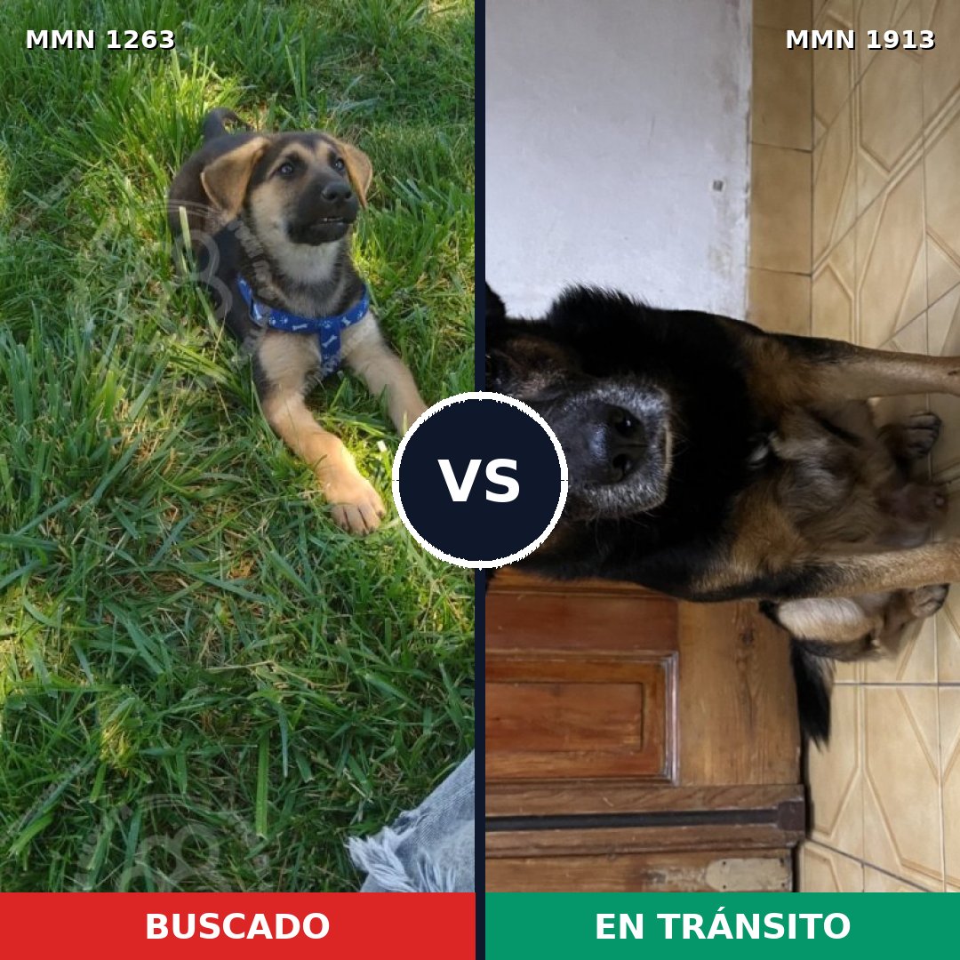 Comparativa MMS 41167: mascota perdida y mascota encontrada, 39% de similitud