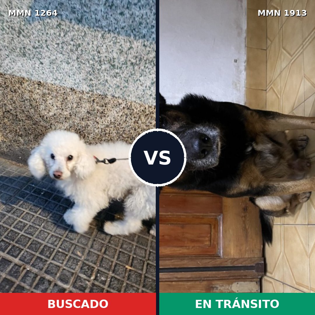 Comparativa MMS 41168: mascota perdida y mascota encontrada, 49% de similitud