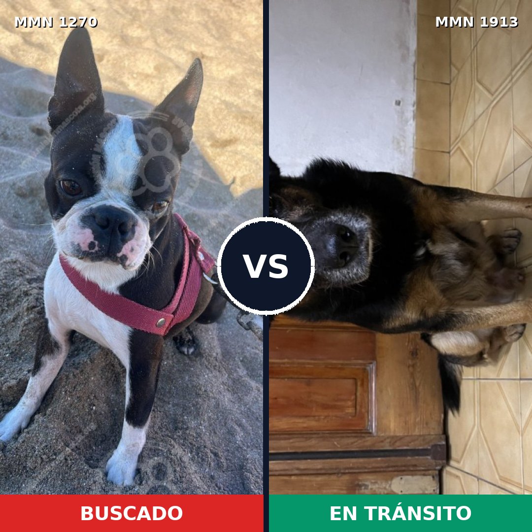 Comparativa MMS 41169: mascota perdida y mascota encontrada, 53% de similitud
