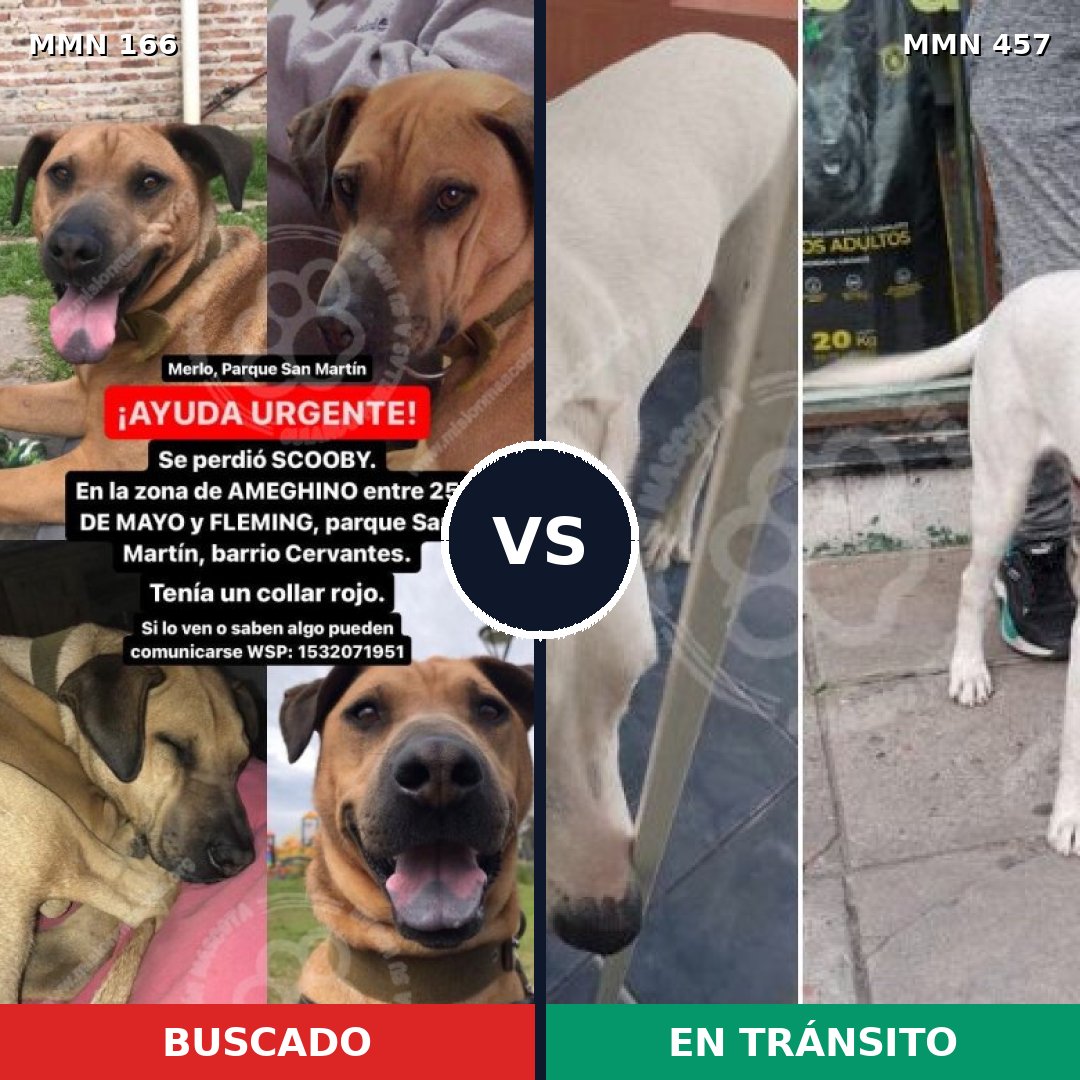 Comparativa MMS 4117: mascota perdida y mascota encontrada, 12% de similitud
