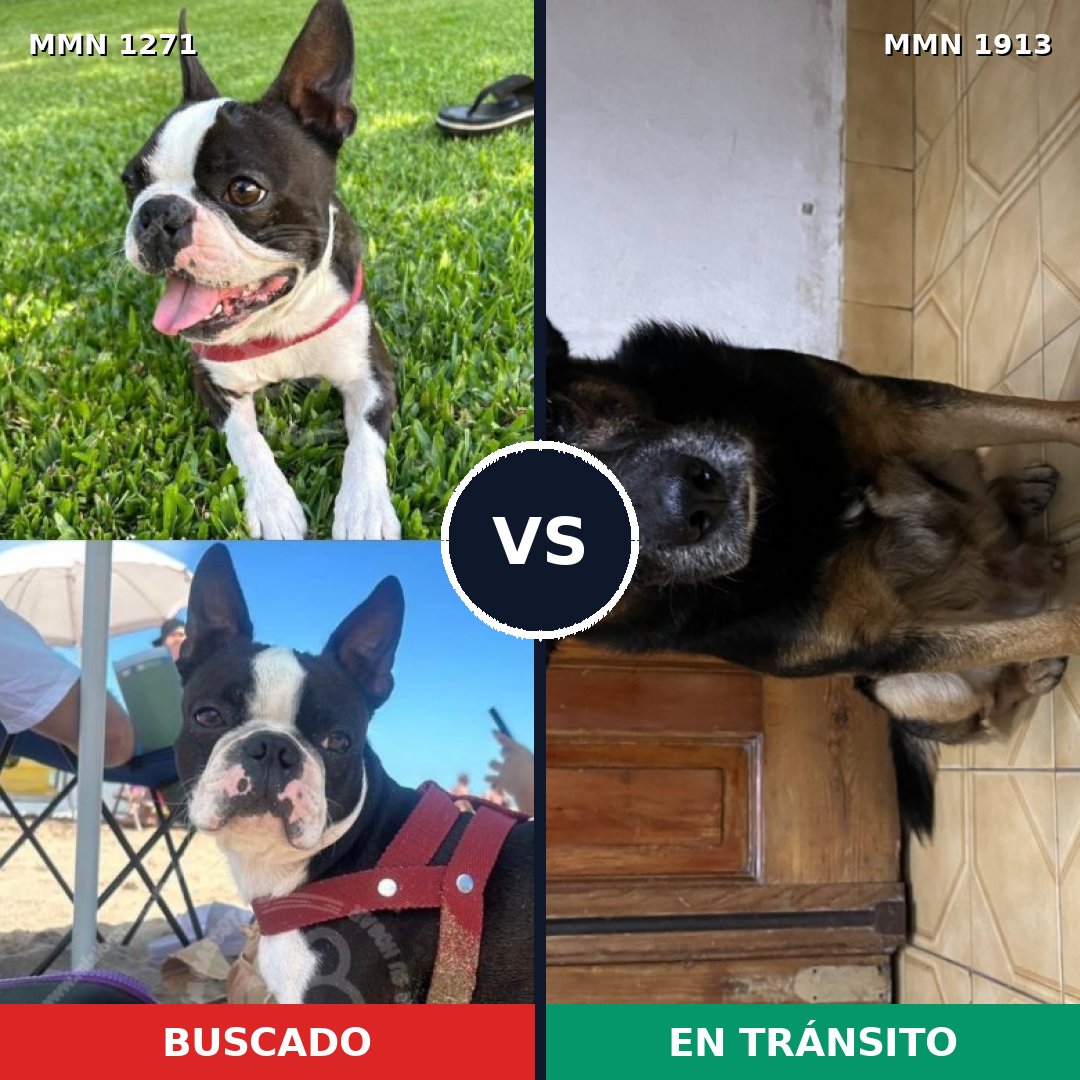 Comparativa MMS 41170: mascota perdida y mascota encontrada, 54% de similitud