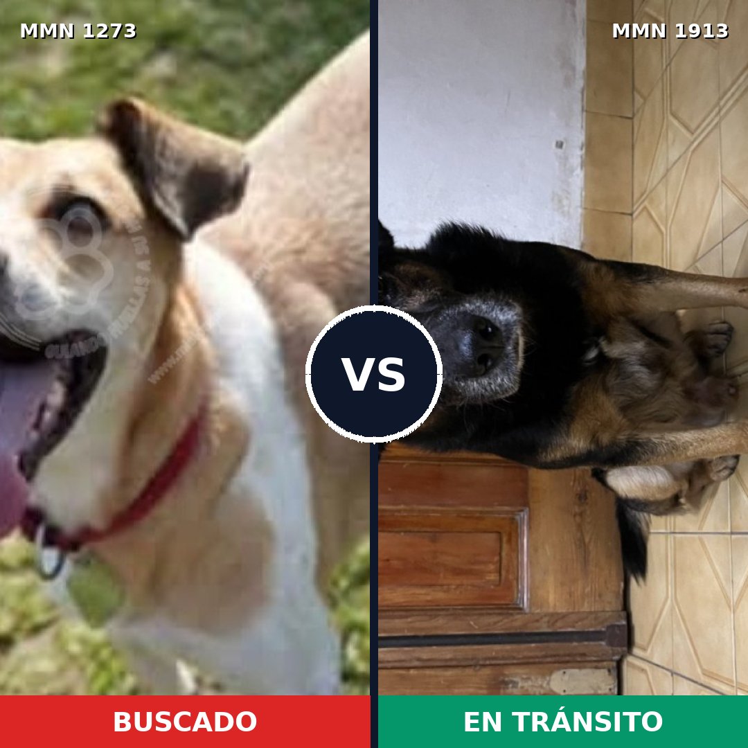 Comparativa MMS 41172: mascota perdida y mascota encontrada, 73% de similitud