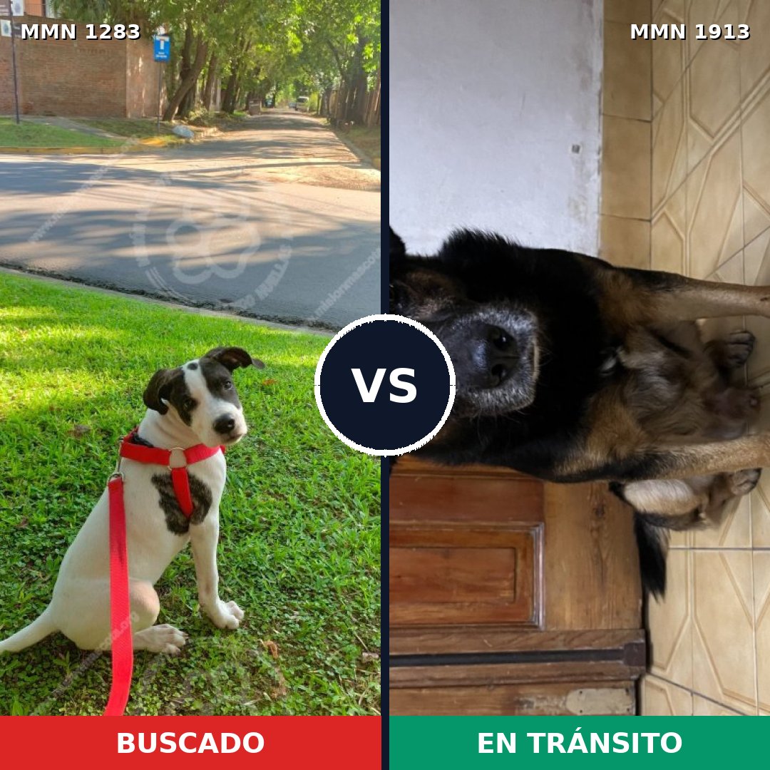 Comparativa MMS 41173: mascota perdida y mascota encontrada, 75% de similitud