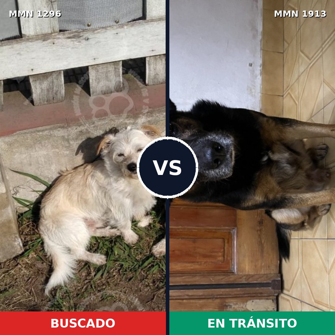 Comparativa MMS 41176: mascota perdida y mascota encontrada, 76% de similitud
