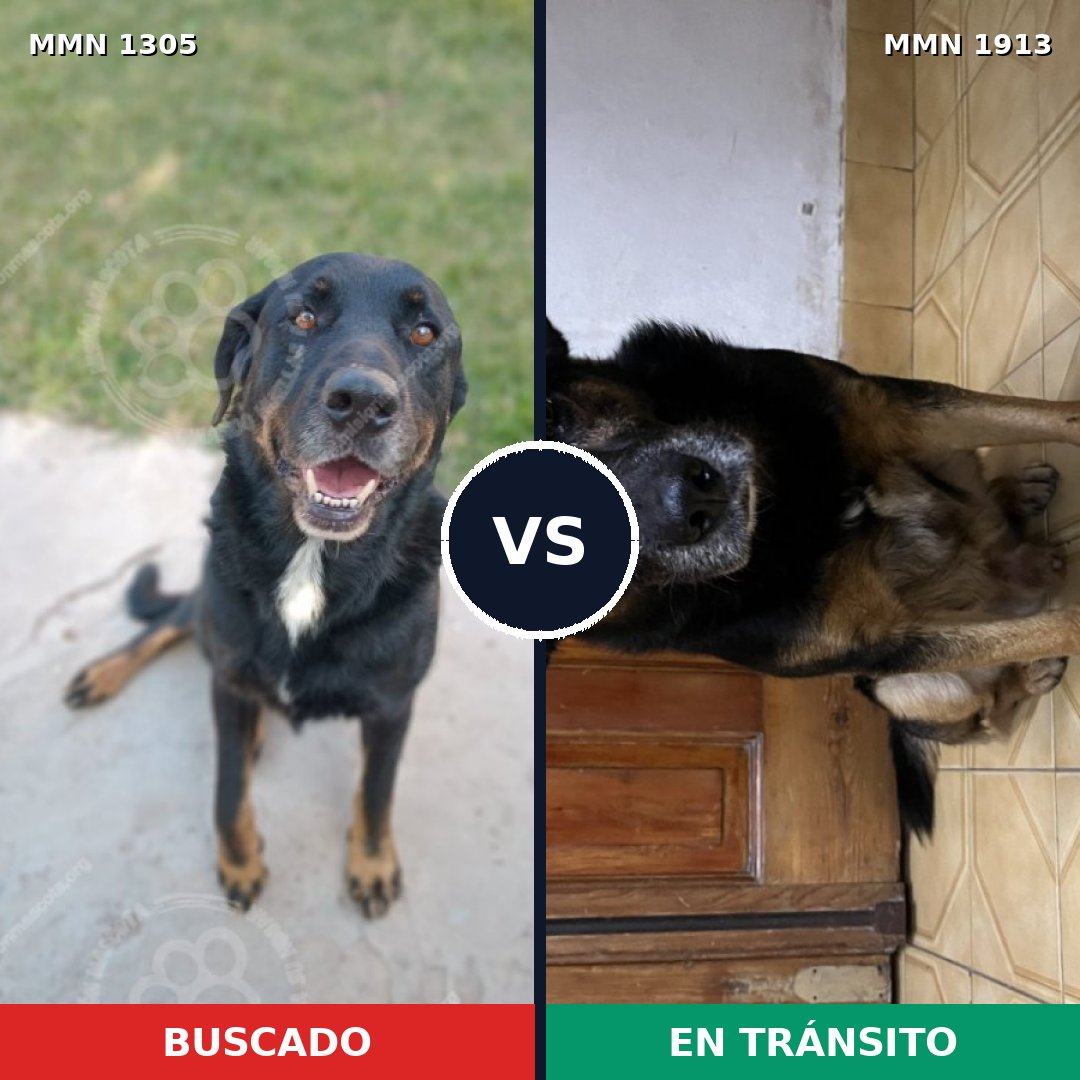 Comparativa MMS 41178: mascota perdida y mascota encontrada, 61% de similitud