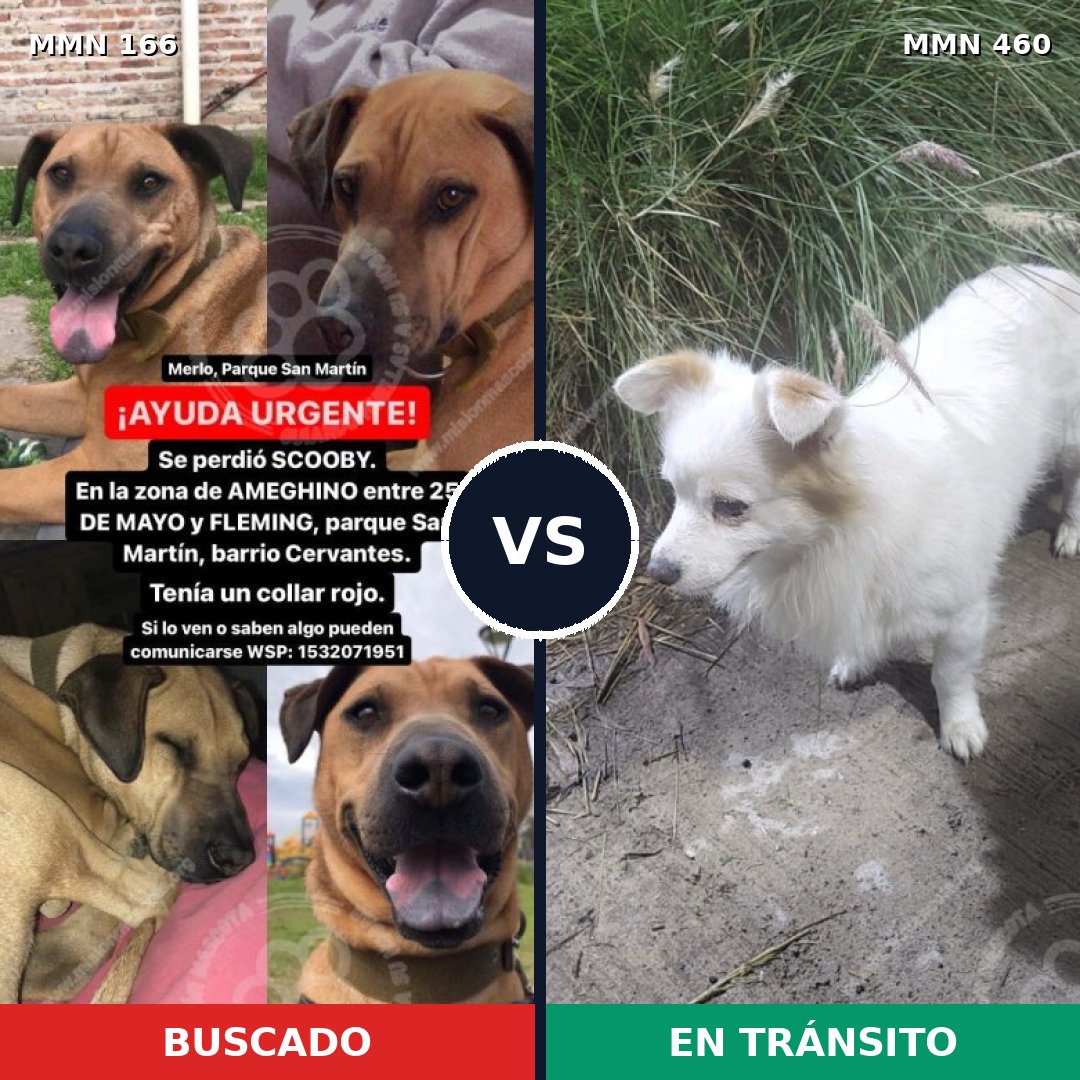 Comparativa MMS 4118: mascota perdida y mascota encontrada, 8% de similitud