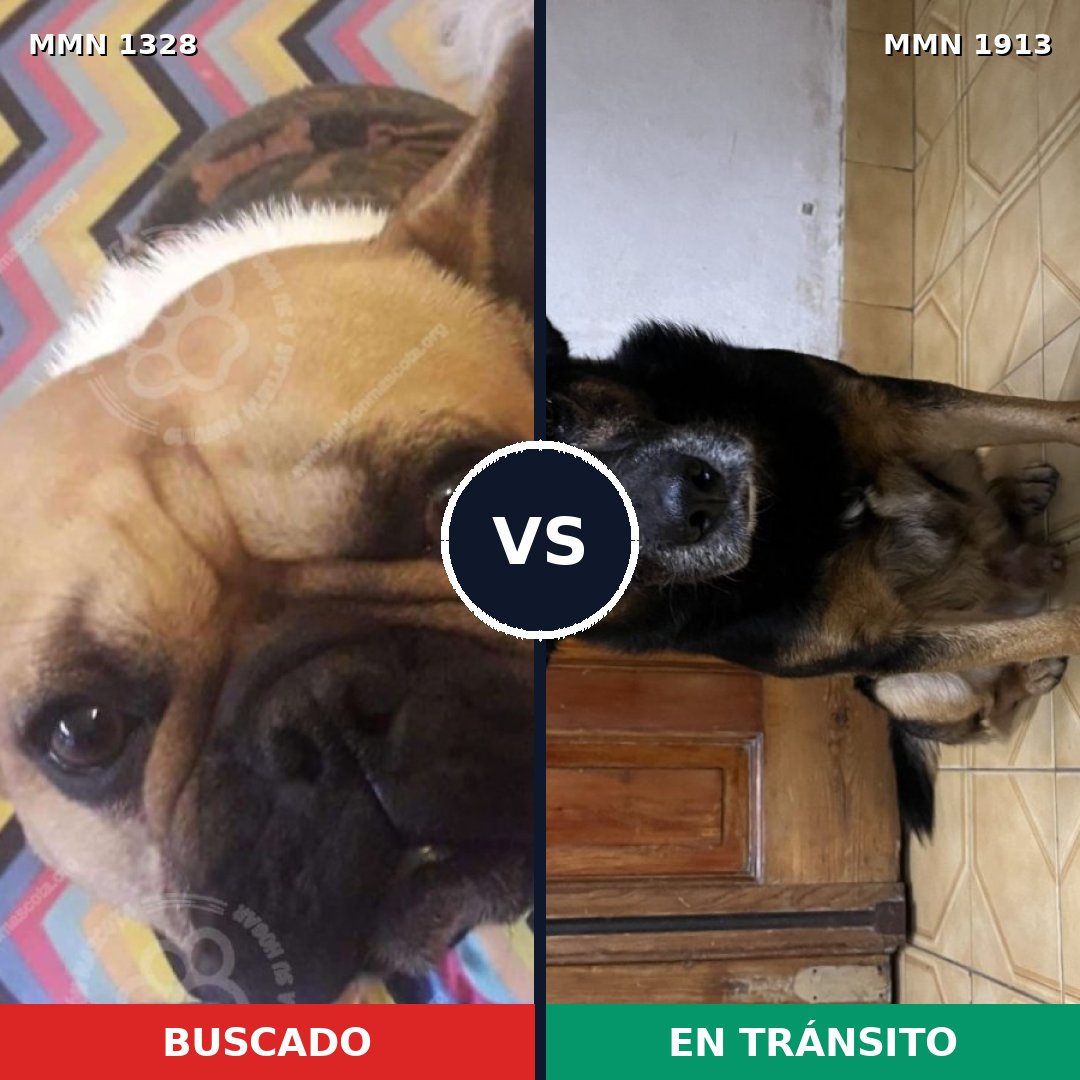 Comparativa MMS 41180: mascota perdida y mascota encontrada, 52% de similitud