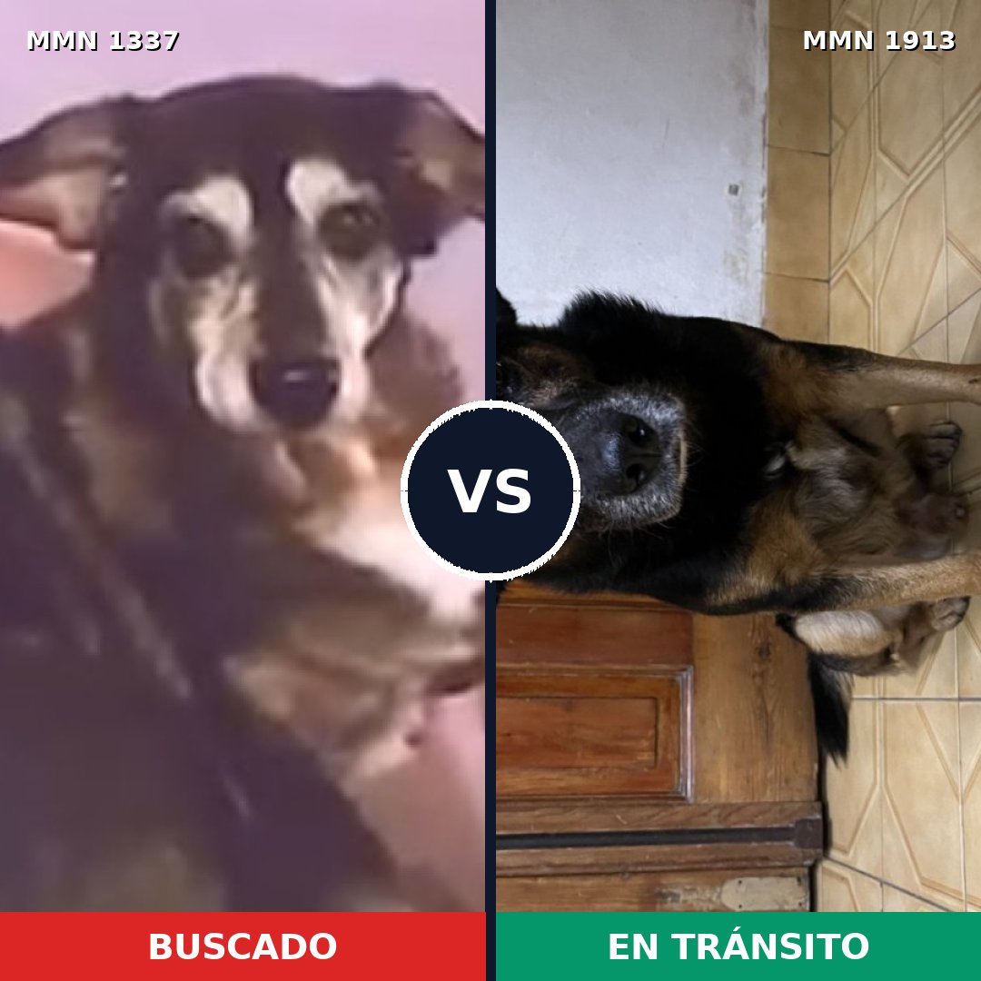 Comparativa MMS 41181: mascota perdida y mascota encontrada, 73% de similitud